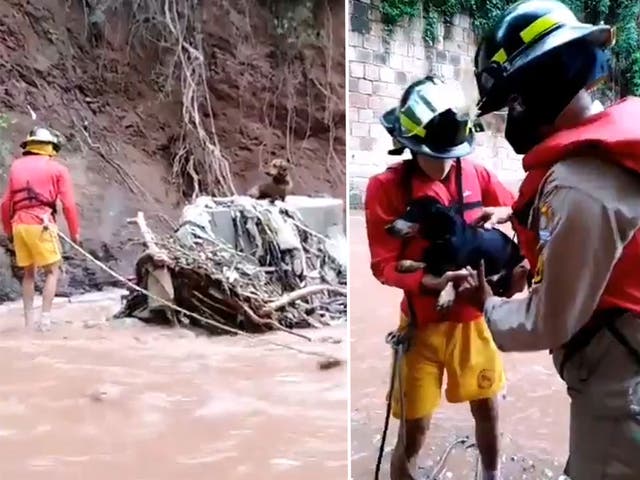 Rescue workers in Honduras retrieve two Dachshunds from a flooded river in Hurricane Iota