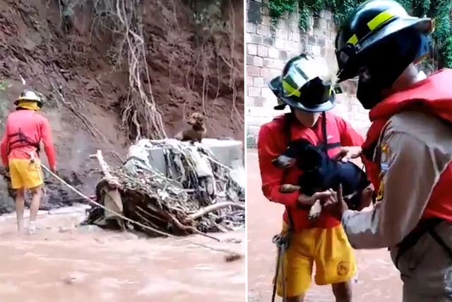 <p>Rescatistas en Honduras recuperan dos perros salchicha de un río inundado por el huracán Iota</p>