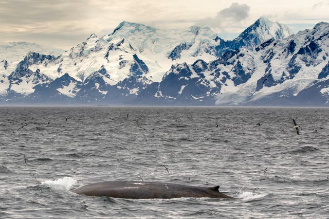 In the 1920s, around 3,000 blue whales were killed by industrial whalers every year. Between 1998 and 2018, just one blue whale was spotted by research vessels off South Georgia