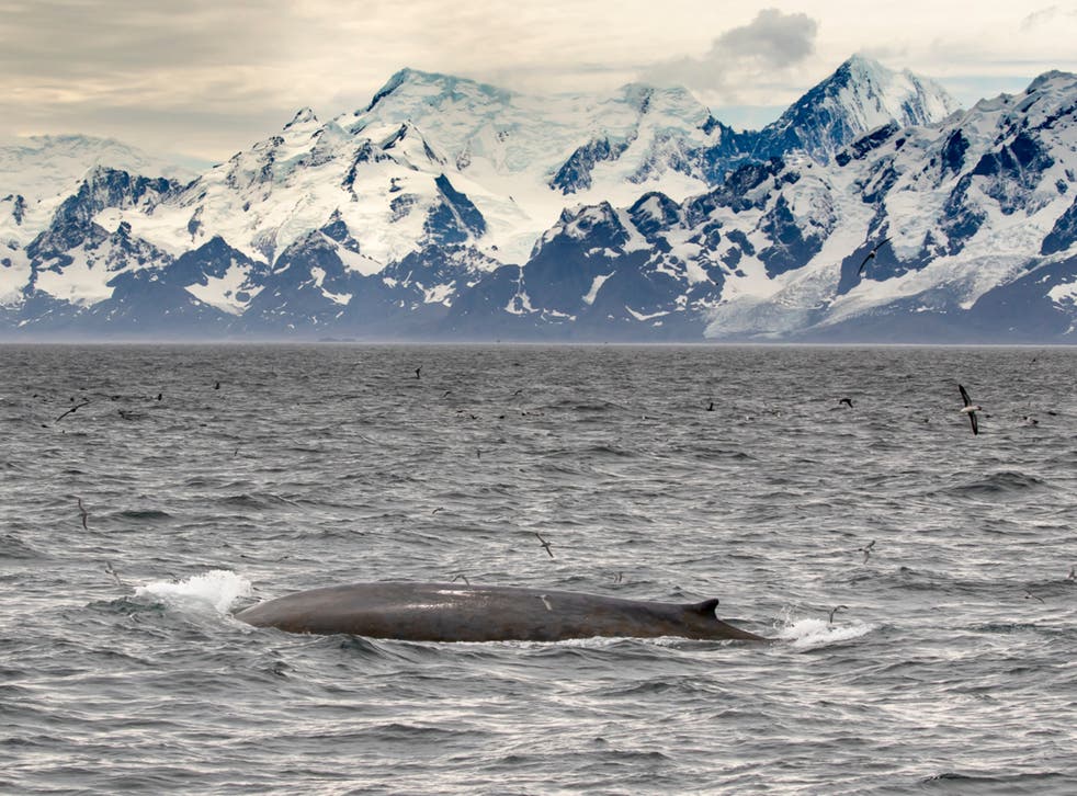 In the 1920s, around 3,000 blue whales were killed by industrial whalers every year. Between 1998 and 2018, just one blue whale was spotted by research vessels off South Georgia