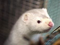 Mink thrown ‘like rubbish’ into gas chambers on Dutch fur farms