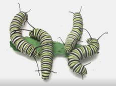 Caterpillars can be ‘aggressive fighters’, research finds