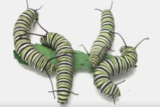 Caterpillars can be ‘aggressive fighters’, research finds