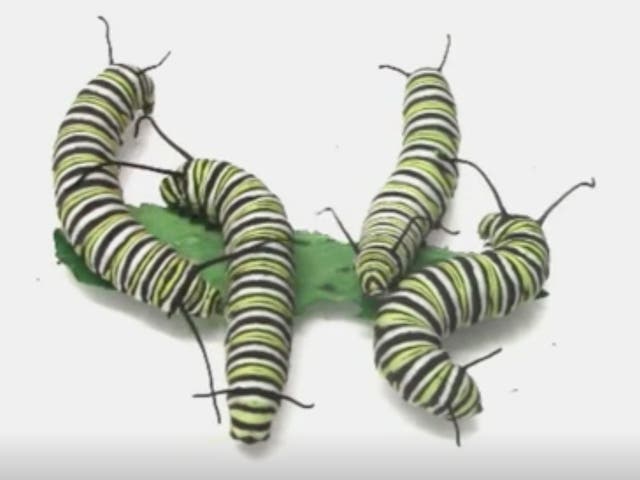 Monarch caterpillars will not hesitate to resort to violence in order to keep their food supplies to themselves