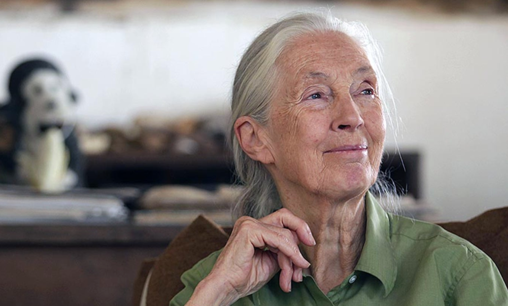 Dr Jane Goodall calls for an end to the illegal trade of wildlife