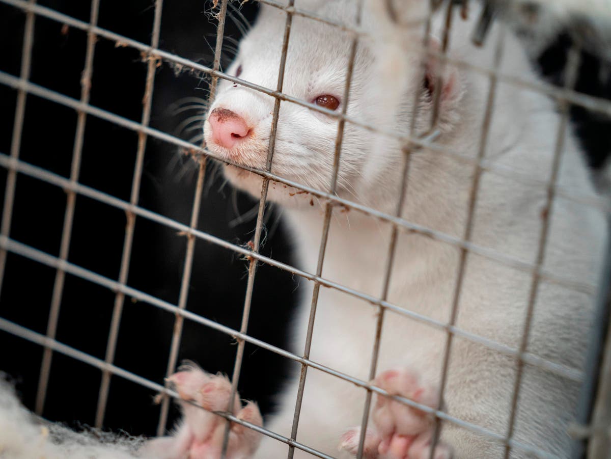 Covid: Ireland set to cull all 120,000 mink on its fur farms over fears of virus spreading