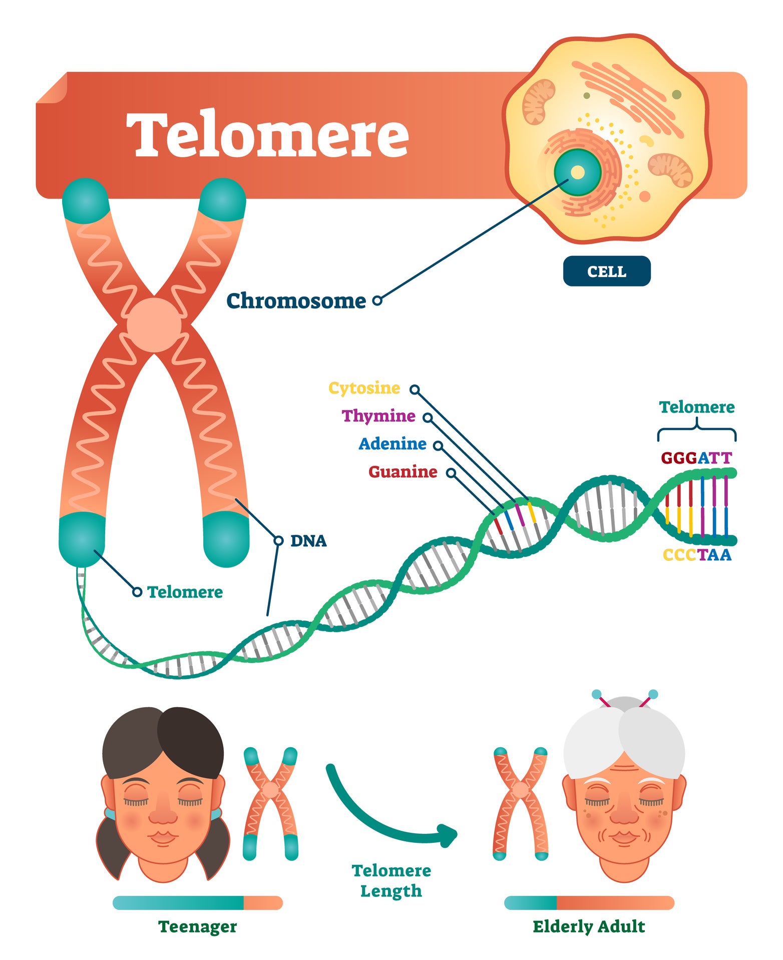 How telomeres shorten as a person get older