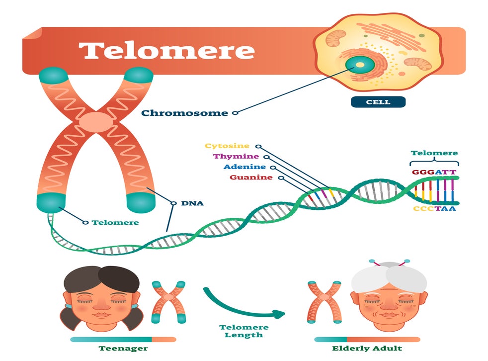 How telomeres shorten as a person get older