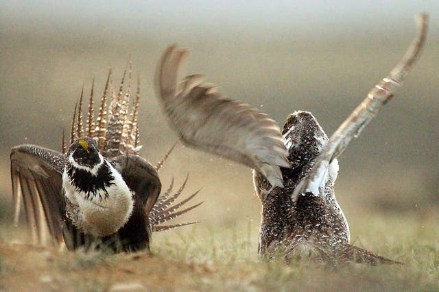 Sage Grouse Protection