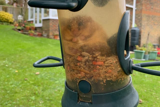 A fat dormouse was found trapped - but unharmed and unperturbed - inside a bird feeder, where he had been ‘plumping up’ for hibernation