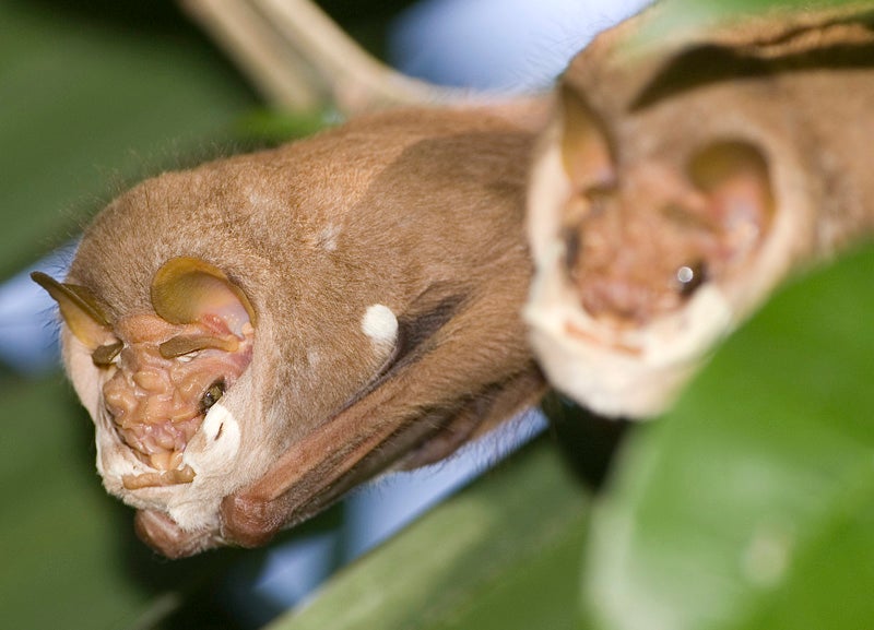 Wrinkle-faced bats in Mexico