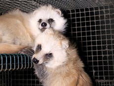 Fur farm foxes and raccoon dogs ‘may infect humans with coronaviruses’