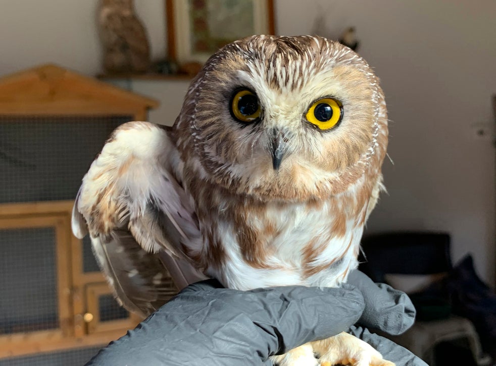 <p>En esta fotografía proporcionada por el Centro de Vida Silvestre Ravensbeard, su directora y fundadora Ellen Kalish sostiene un búho de la sierra del norte (Saw-whet) el miércoles 18 de noviembre de 2020 en sus instalaciones en Saugerties, Nueva York. </p>