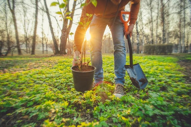 <p>Tree planting will need to be increased across the UK if we are to hit our net zero target</p>