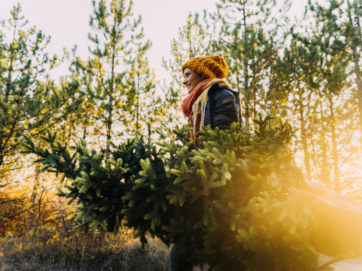 Christmas tree shops and stalls in England allowed to reopen as government changes lockdown rules