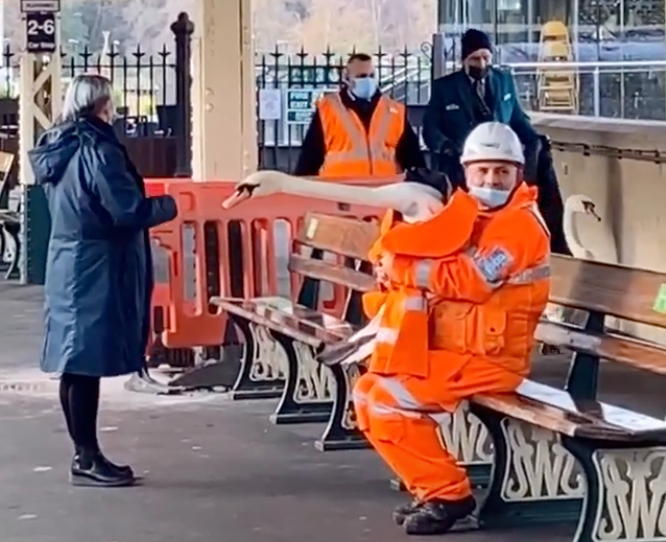 Swans on the loose: Two waterfowl managed to make their way onto the platform at Bath Spa station on Saturday, 21 November, 2020.