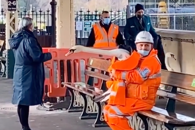 Swans on the loose: Two waterfowl managed to make their way onto the platform at Bath Spa station on Saturday, 21 November, 2020.