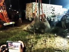 Elephant trapped down well rescued with crane after 16-hour struggle