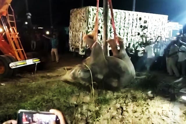 <p>The elephant fell 50 ft and was rescued by villagers in southern India.</p>
