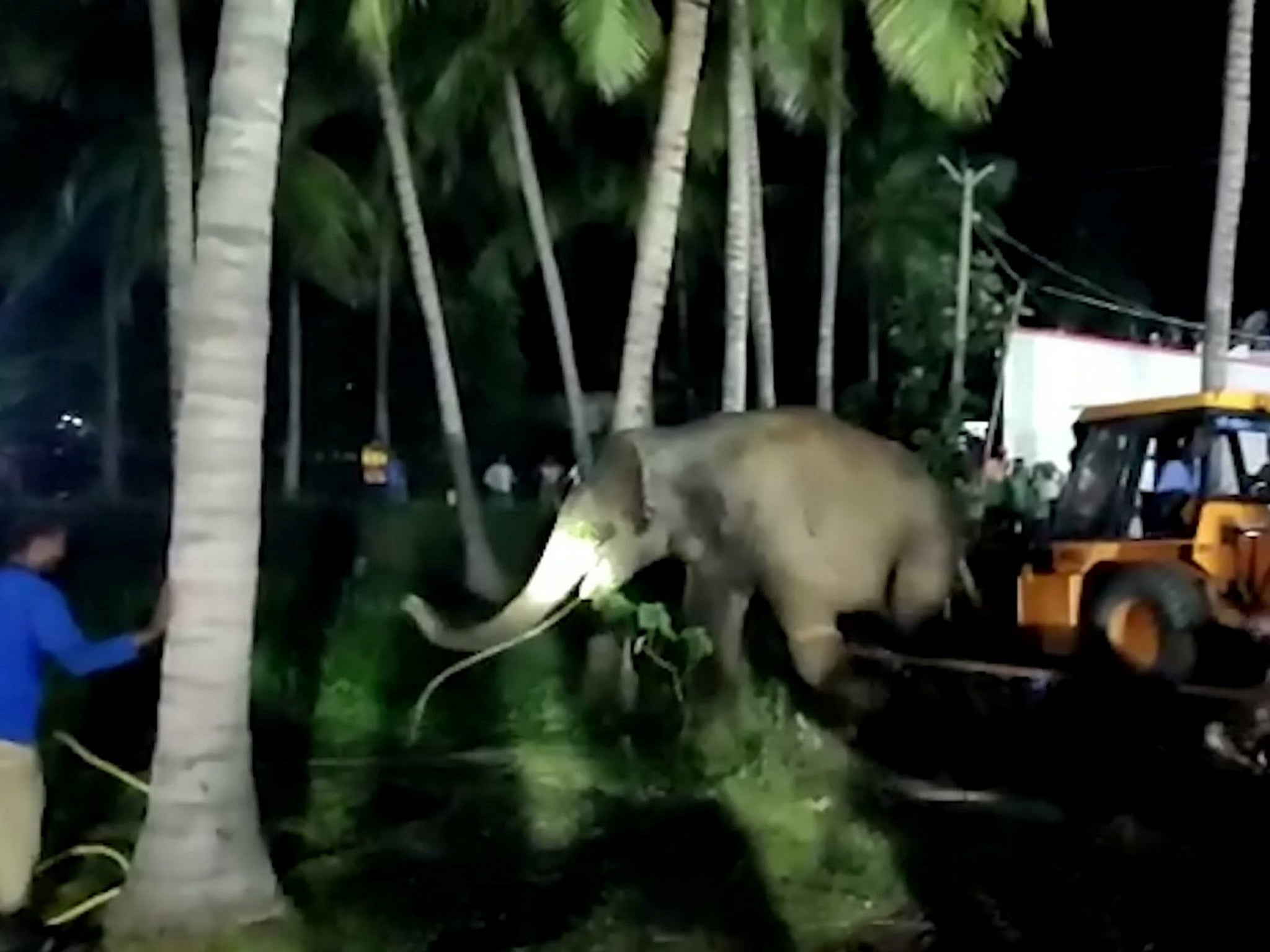 The elephant will now be released into the Hosur forest area surround the village.