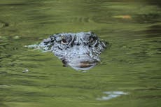 Cigar-smoking man saves struggling puppy from jaws of alligator