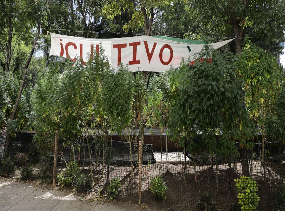 MEXICO-MARIHUANA-LEGALIZACION