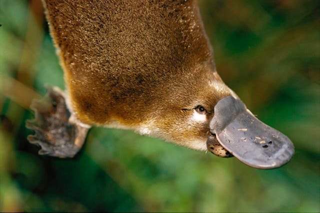Australia’s unique duck-billed platypus is an egg-laying, furry animal with webbed feet that spends most of its time underwater