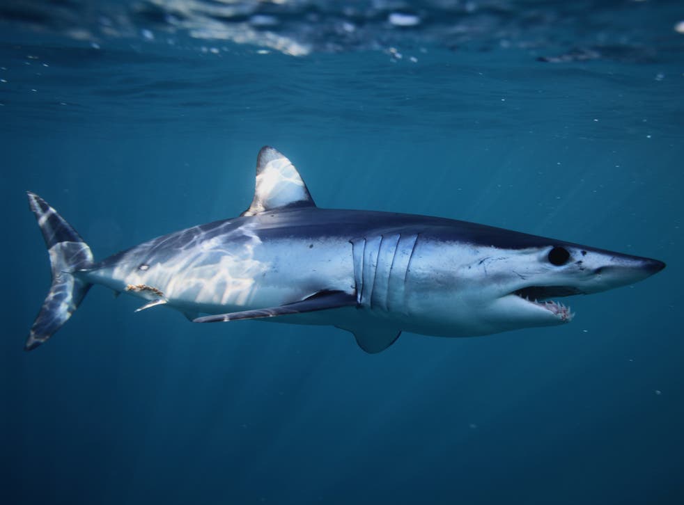 The shortfin mako shark can swim at up to 43mph and leap over 6m from the surface of the ocean