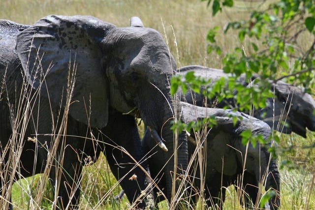 <p>A group of elephants north of Mombo, Botswana&nbsp;</p>