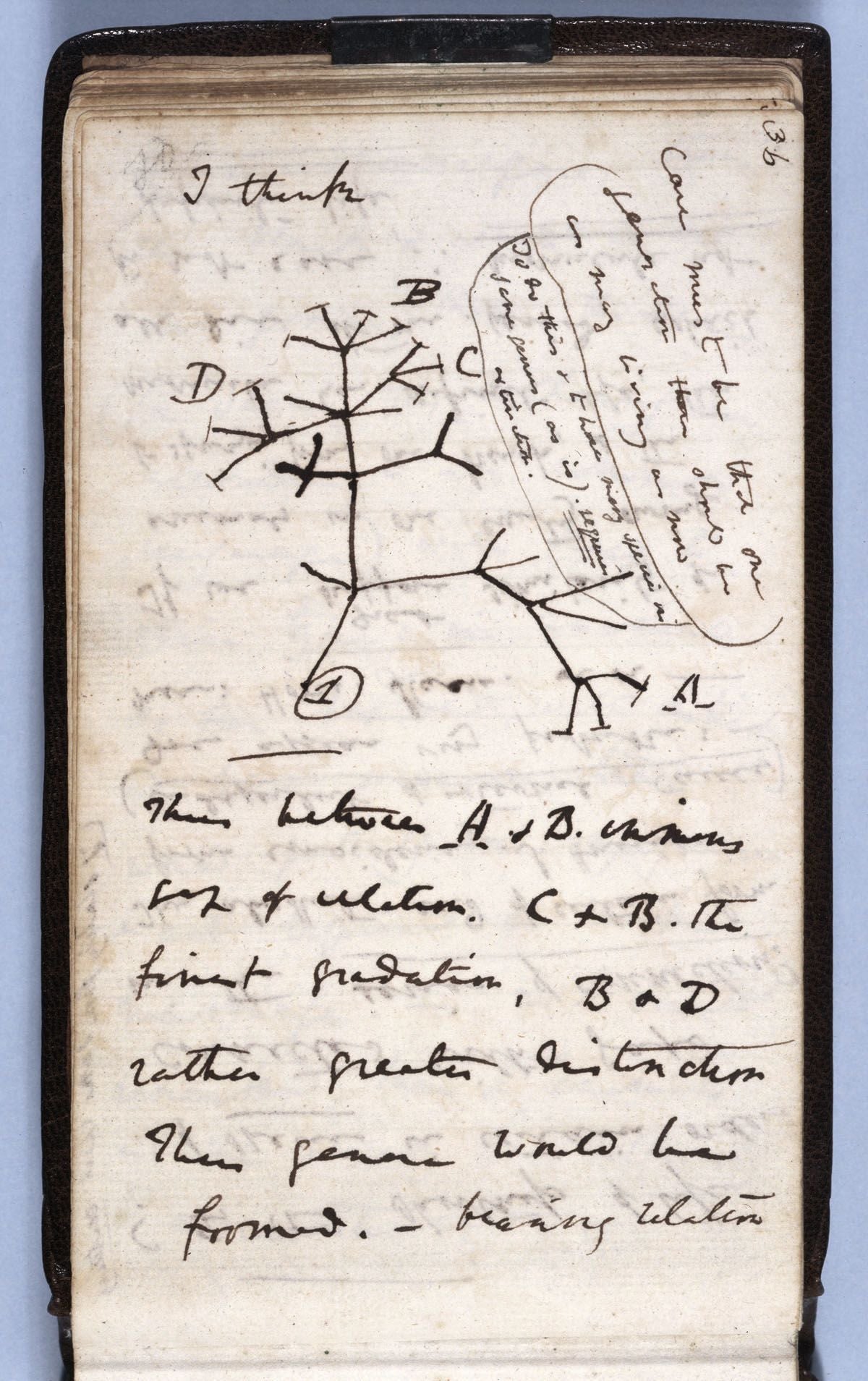 One of Charles Darwin’s missing notebooks contained his Tree of Life sketch from July, 1837.
