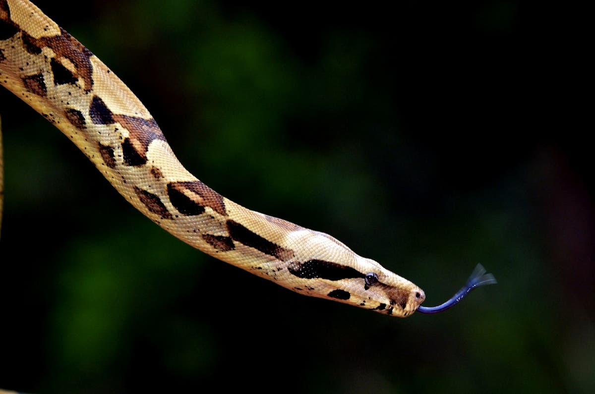 2.5-metre python ‘trashes family’s bathroom’