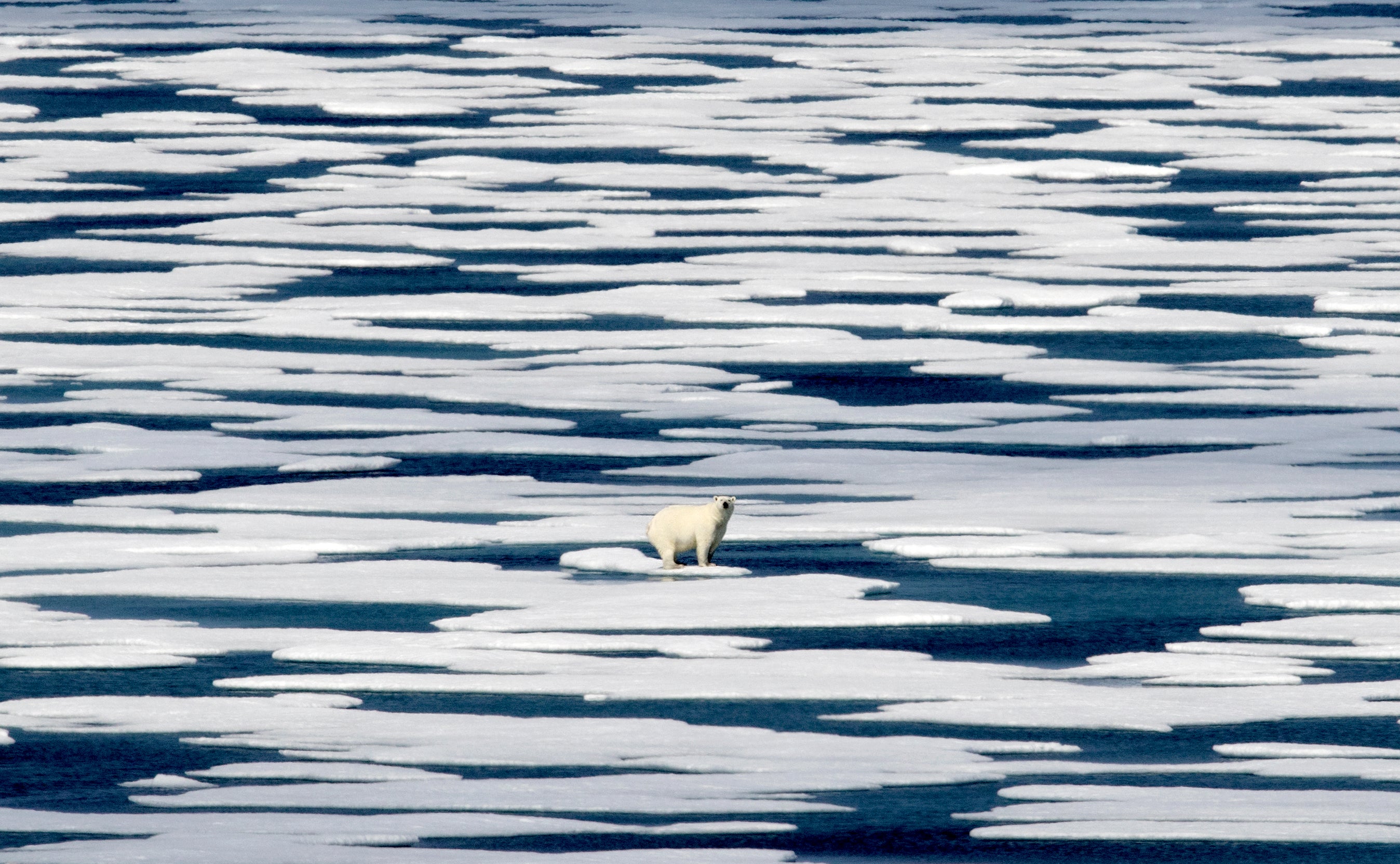 A polar bear stands on the ice in the Franklin Strait in the Canadian Arctic archipelago
