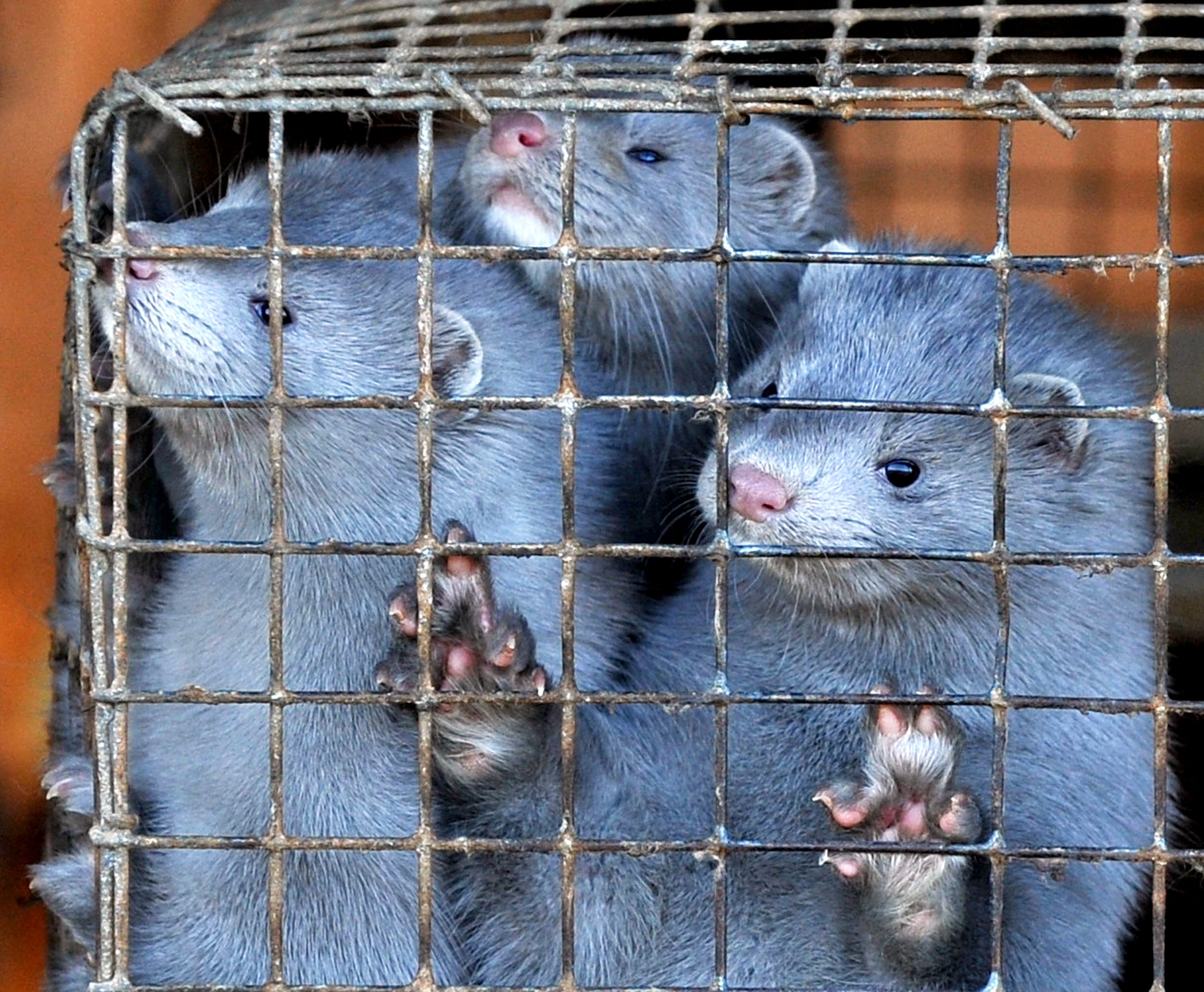 Minks peer out of their cages