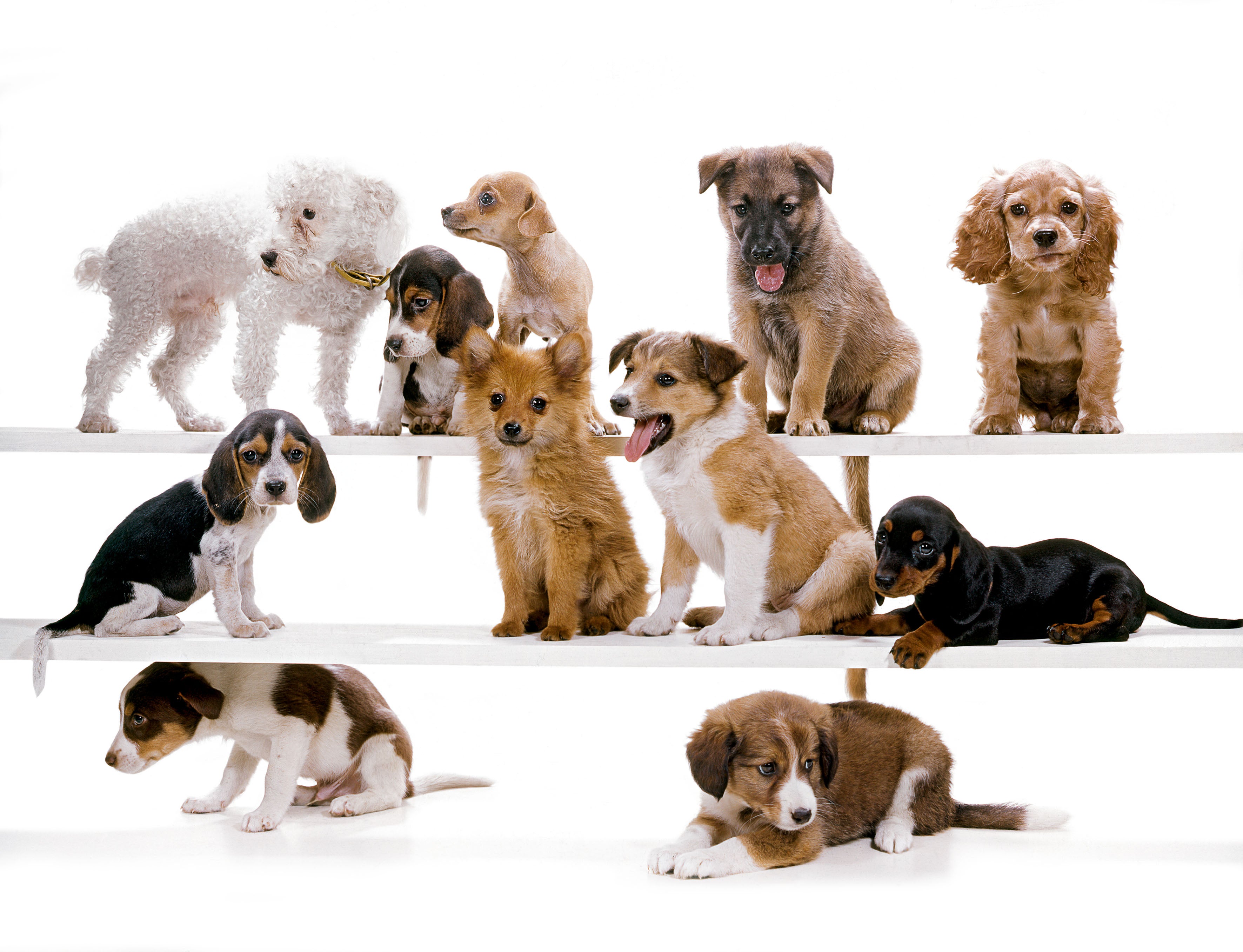 Poodle, beagle, cocker spaniel, and mixed-breeds, New Jersey, 1985