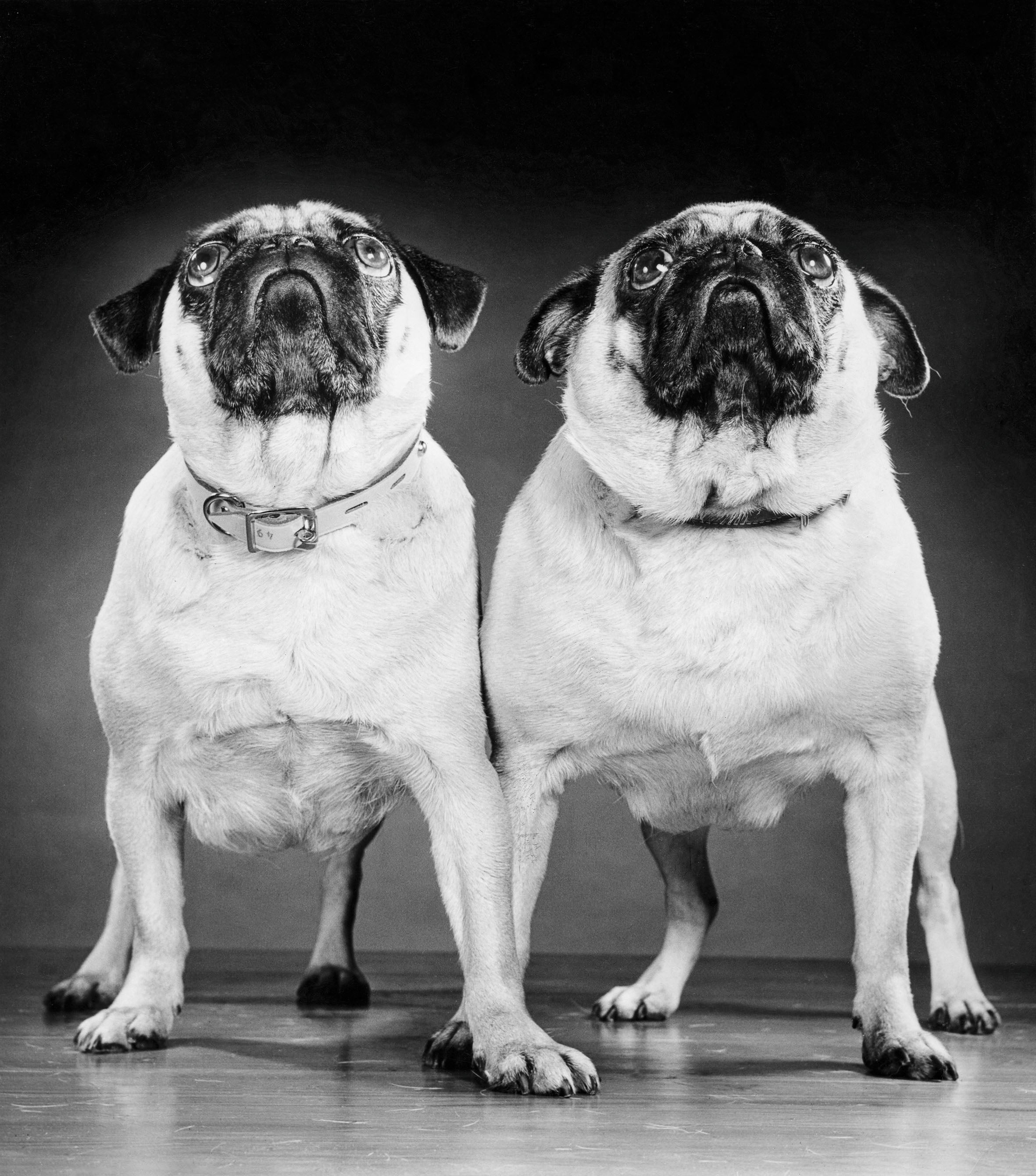Pugs, Long Island, New York, 1957