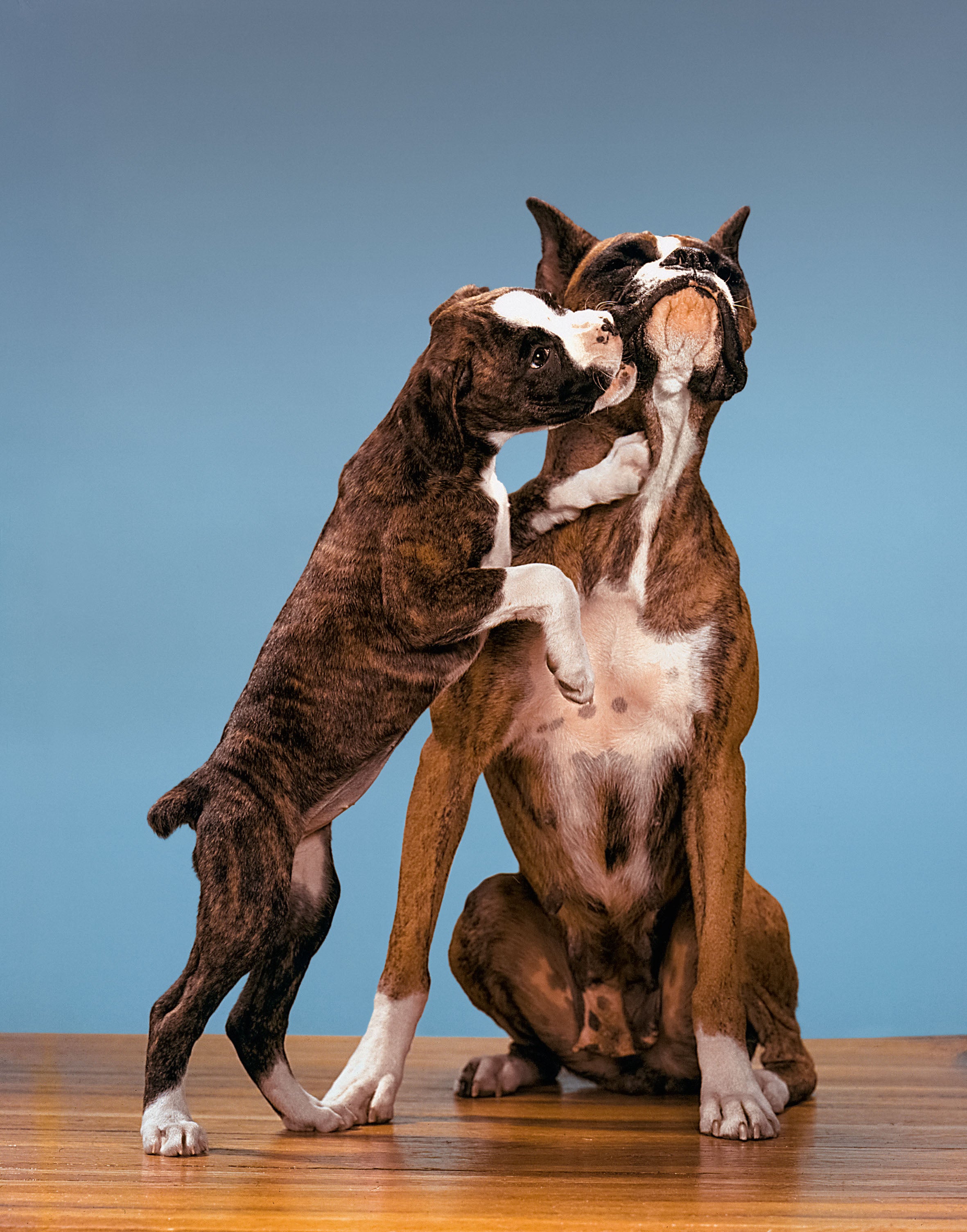 Boxers, Long Island, New York, 1958