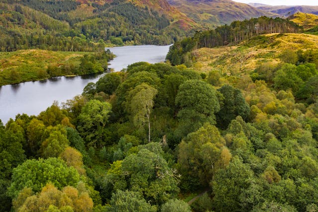 Woodland in Dumfries and Galloway in Scotland