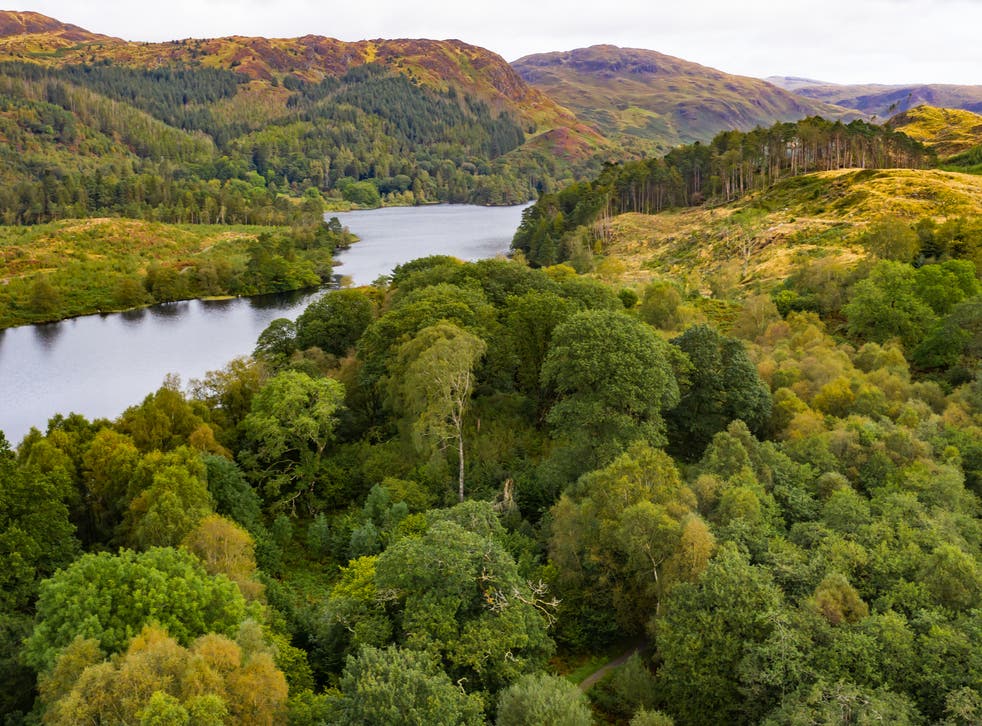Woodland in Dumfries and Galloway in Scotland