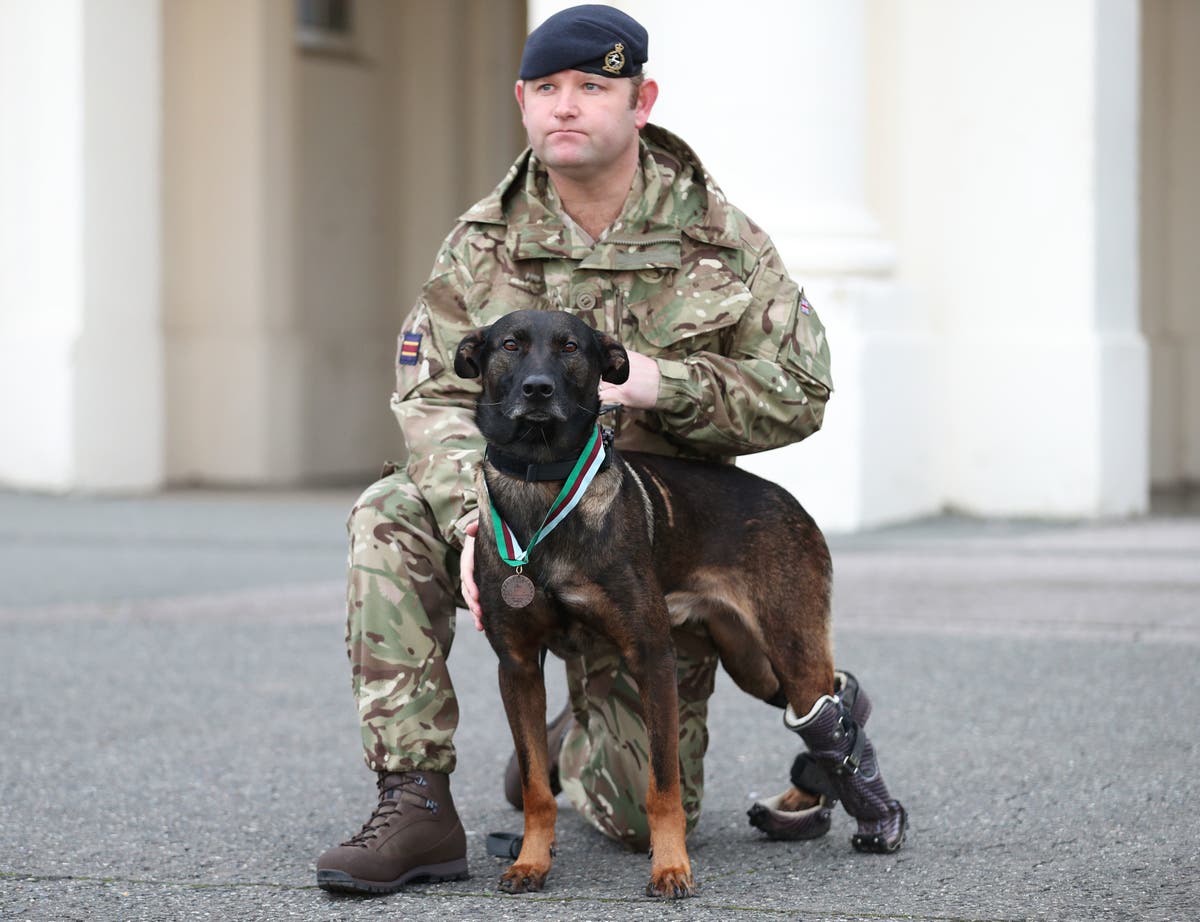 Retired military dog awarded ‘animal Victoria Cross’ after running through gunfire to tackle al-Qaeda insurgent