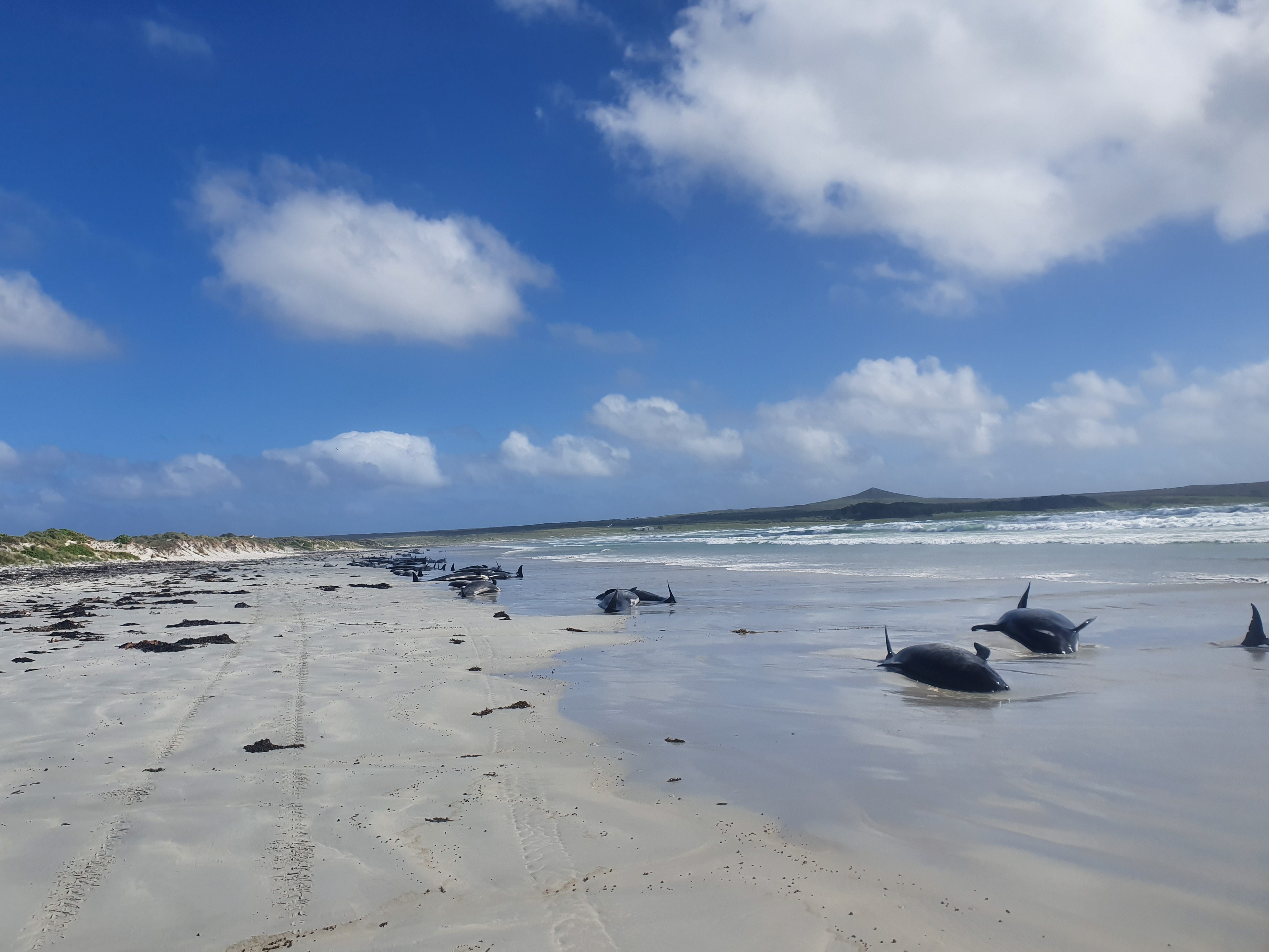 Nearly 100 whales die after mass stranding in New Zealand - Go Travel Blogger