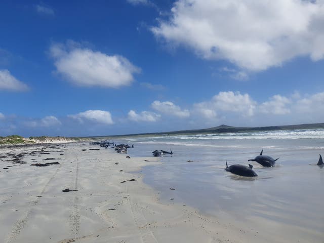 Pilot whales are seen stranded on the beach in Chatham Islands, New Zealand, on 22 November
