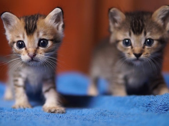 Two six-week-old kittens died after they were thrown out of a moving car in Ripon (file photo)