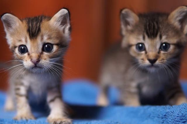 <p>Two six-week-old kittens died after they were thrown out of a moving car in Ripon (file photo)</p>
