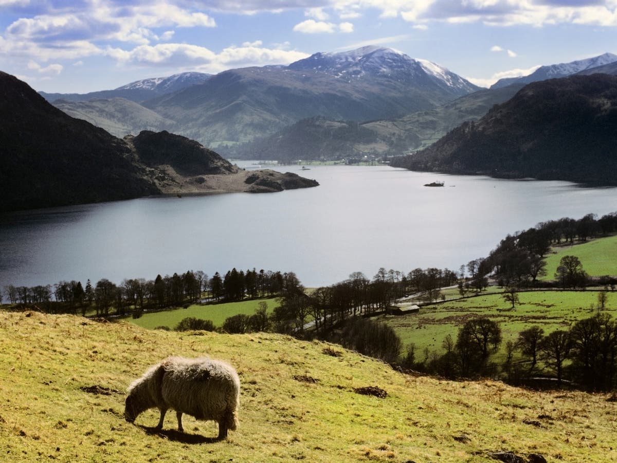 Woodland across England could be doubled, new mapping reveals