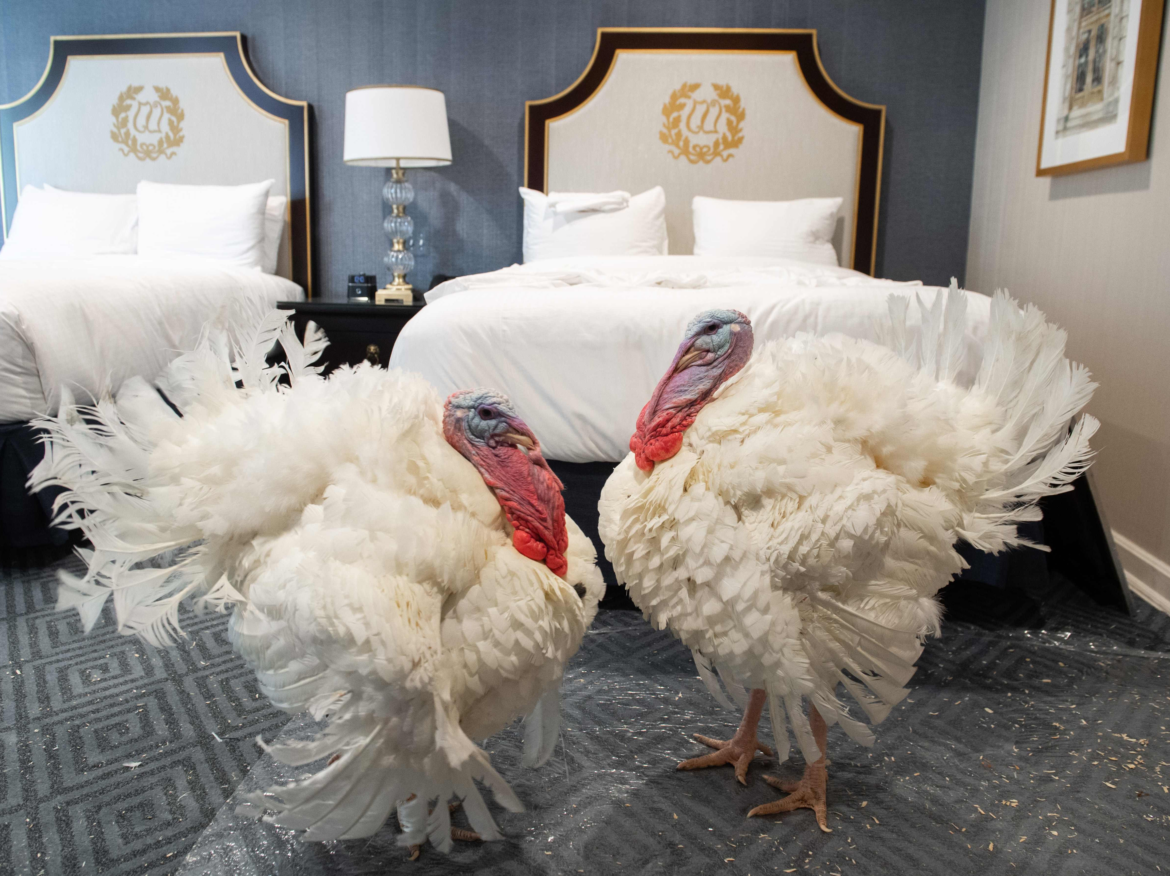 Corn and Cob, a pair of turkeys that will be pardoned by US President Donald Trump, walk inside their hotel room at the Willard Intercontinental Hotel in Washington