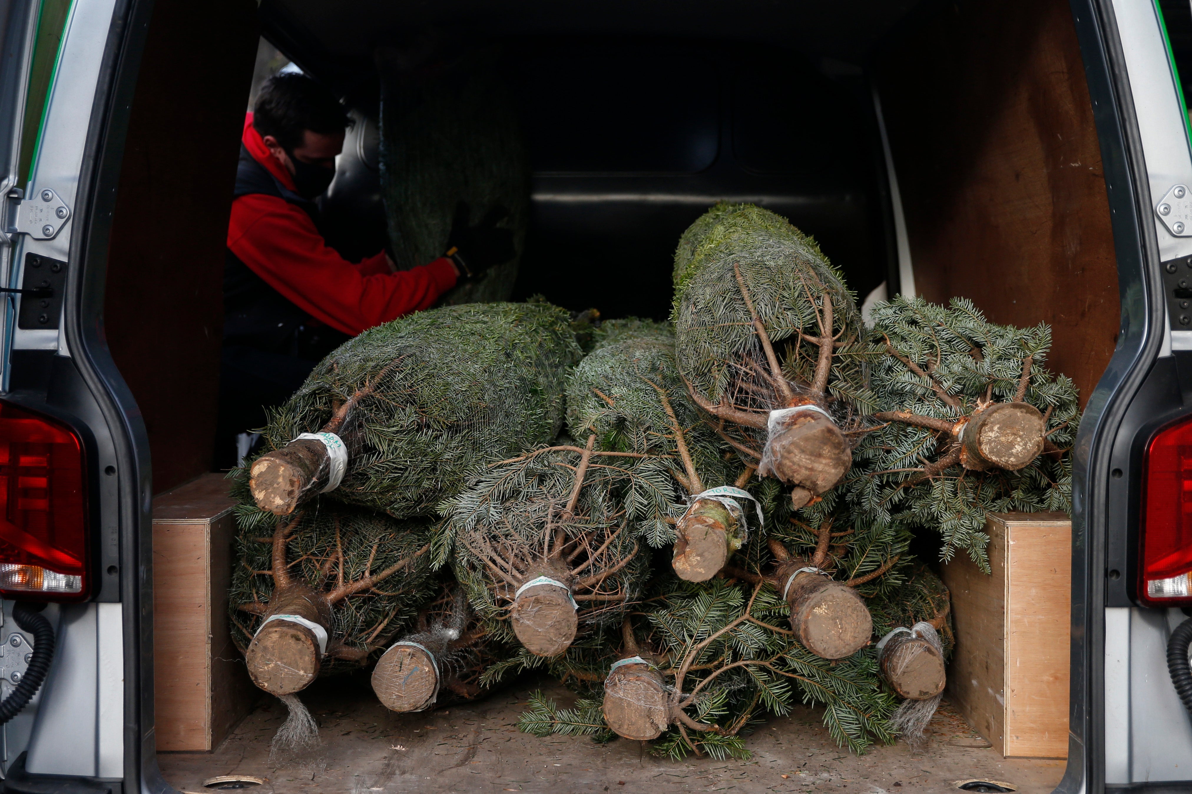 Christmas trees being prepared for delivery&nbsp;