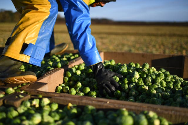 Brussel sprouts being produced for Christmas, Scotland 