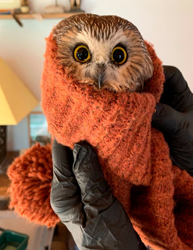 <p>Rockefeller, the owl found hiding in the iconic New York Christmas tree, has been released</p>