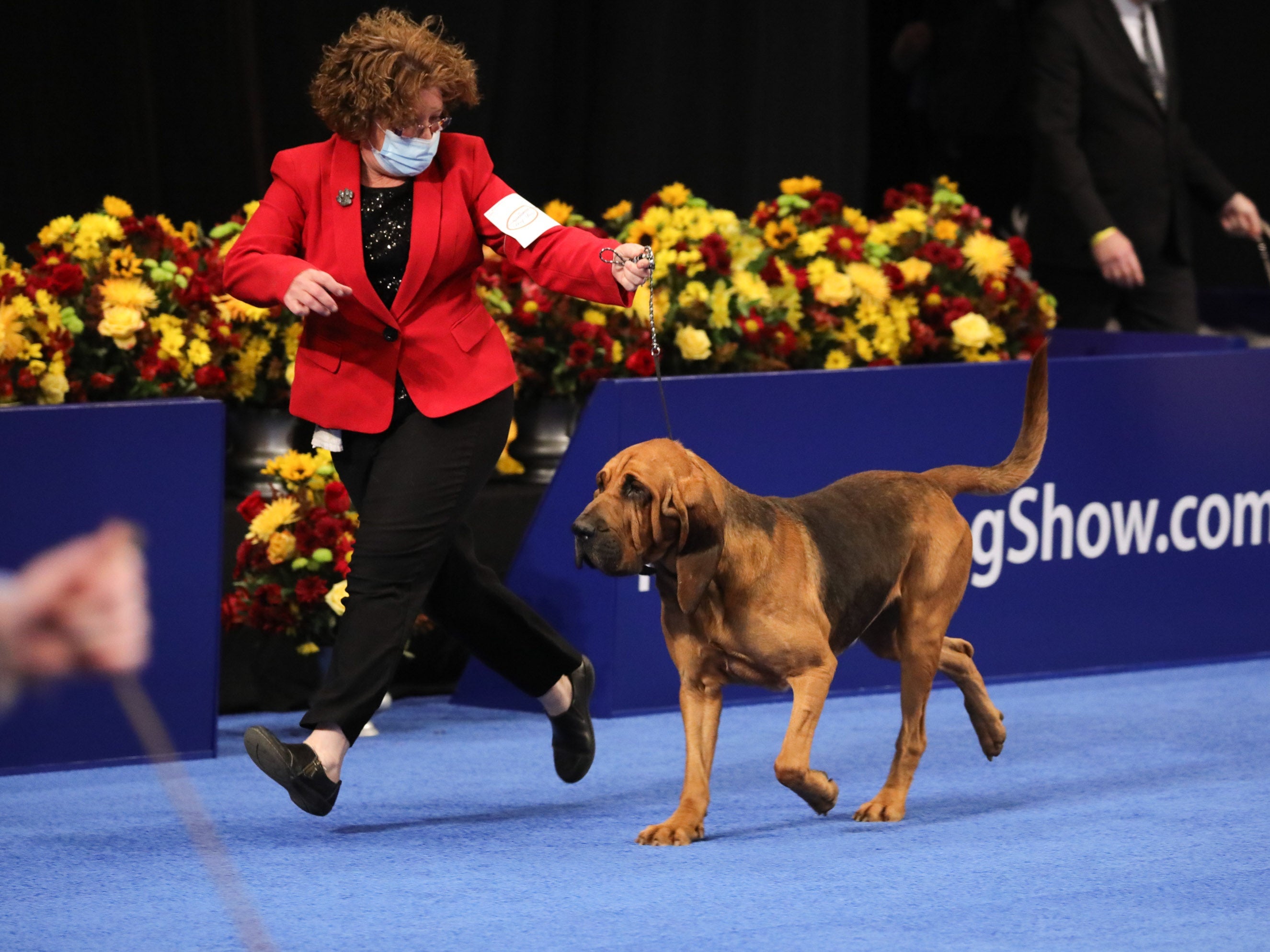 A bloodhound competes in the 2020 National Dog show