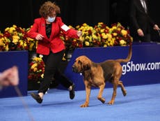 How to watch the National Dog Show on Thanksgiving